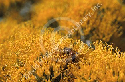 A honey bee sits on a bloom from a rabbit brush plant in Idaho.