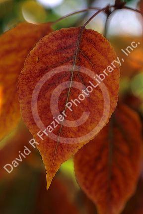 A leaf from a flowering pear tree changing color in fall.