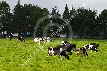 Dairy cows and farm near Taylor County, Wisconsin, USA.