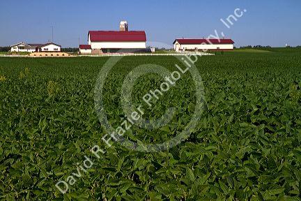 Farm and soybean crop north of Eau Claire, Wisconsin, USA.