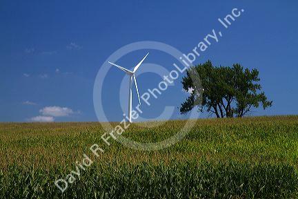 Windmill and corn crop near Greenfield, Iowa, USA.