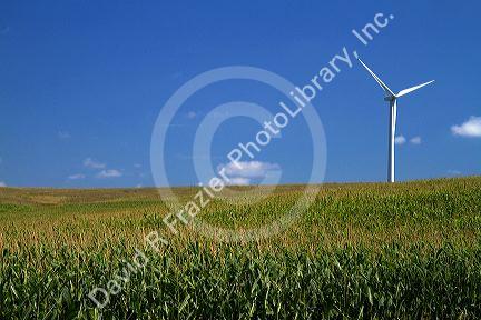 Windmill and corn crop near Greenfield, Iowa, USA.
