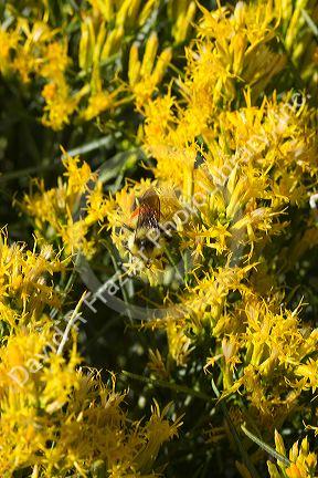 Bumble bee on a shrub of rabbitbrush in the Craters of the Moon National Monument and Preserve located in the Snake River Plain in central Idaho, USA.