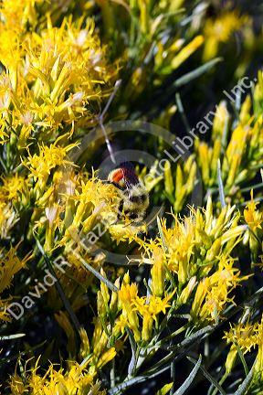 Bumble bee on a shrub of rabbitbrush in the Craters of the Moon National Monument and Preserve located in the Snake River Plain in central Idaho, USA.