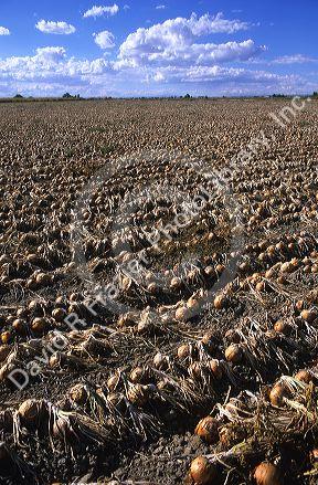 Onion harvest in Canyon County Idaho.
