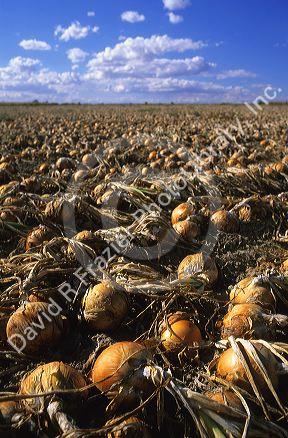Onion harvest in Canyon County Idaho.