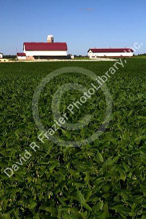 Farm and soybean crop north of Eau Claire, Wisconsin, USA.