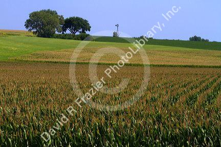 Windmill and corn crop near Griswold, Iowa, USA.
