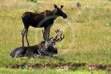 Moose along Interstate 80 at the Wyoming, Utah state border, USA.