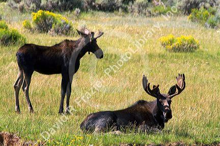 Moose along Interstate 80 at the Wyoming, Utah state border, USA.