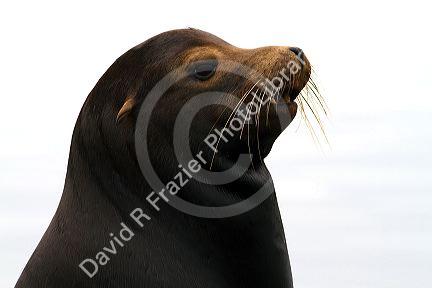 California sea lion on the Pacific coast.
