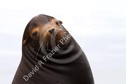 California sea lion on the Pacific coast.