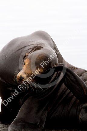 California sea lion on the Pacific coast.