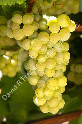Green grapes hang on the vine ready for harvest near Santa Rosa, California, USA.