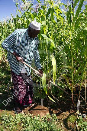 Somali refugee working at a community garden in Bosie, Idaho, USA.