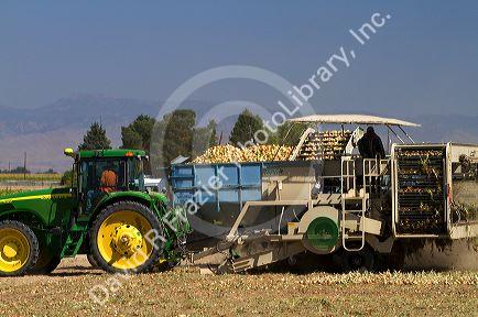 Onion harvest in Canyon County, Idaho, USA.