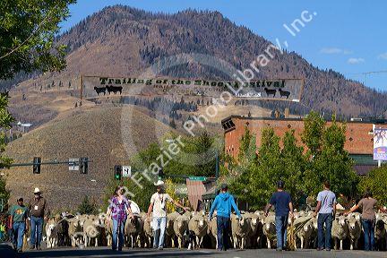 Sheep being moved to their winter pastures in the Trailing of the Sheep Parade on Main Street in Ketchum, Idaho, USA.