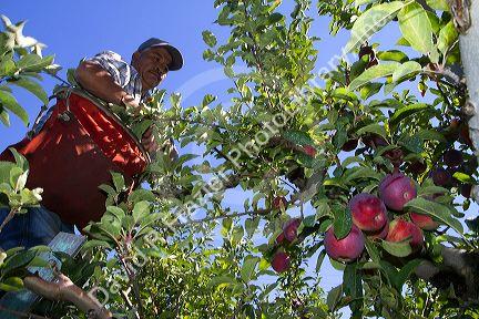 Migrant worker havesting apples in Canyon County, Idaho, USA.