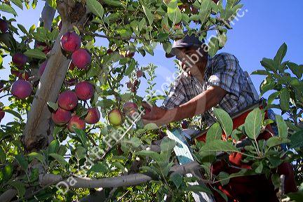 Migrant worker havesting apples in Canyon County, Idaho, USA.