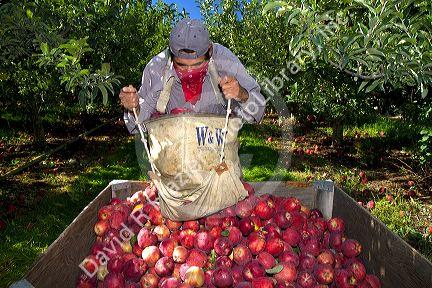 Migrant worker havesting apples in Canyon County, Idaho, USA.