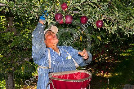 Migrant worker havesting apples in Canyon County, Idaho, USA.