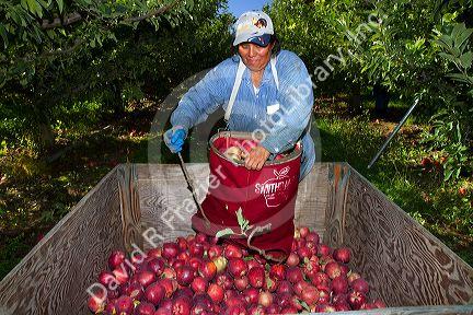 Migrant worker havesting apples in Canyon County, Idaho, USA.