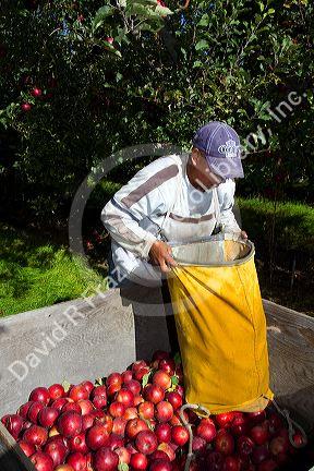 Migrant worker havesting apples in Canyon County, Idaho, USA.