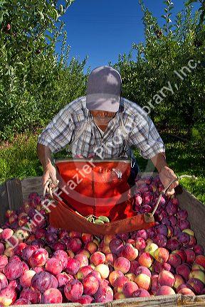 Migrant worker havesting apples in Canyon County, Idaho, USA.