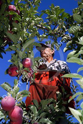 Migrant worker havesting apples in Canyon County, Idaho, USA.