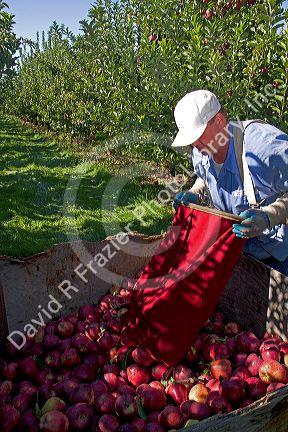 Migrant worker havesting apples in Canyon County, Idaho, USA.