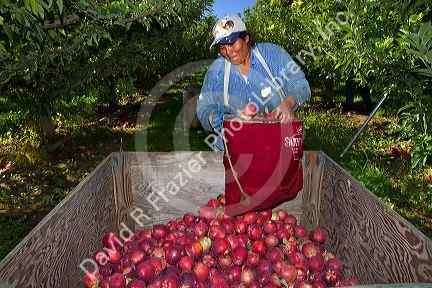Migrant worker havesting apples in Canyon County, Idaho, USA.