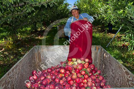 Migrant worker havesting apples in Canyon County, Idaho, USA.