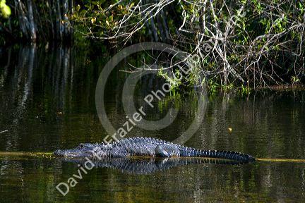 American Alligator in the Florida everglades.