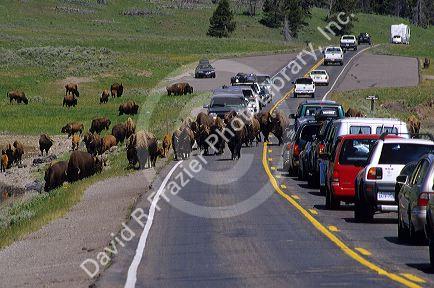 A herd of buffalo walk along the road with traffic in Yellowstone National Park, Wyoming.