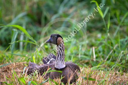 Nene Hawaiian Goose on the island of Kauai, Hawaii, USA.