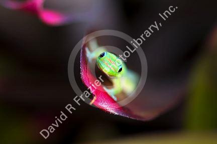 Gold dust day gecko on the island of Kauai, Hawaii, USA.