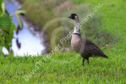 Nene Hawaiian Goose on the island of Kauai, Hawaii, USA.