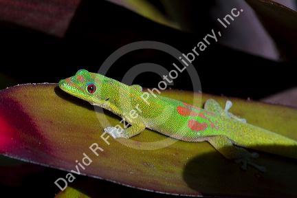 Gold dust day gecko on the island of Kauai, Hawaii, USA.