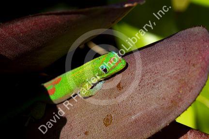 Gold dust day gecko on the island of Kauai, Hawaii, USA.