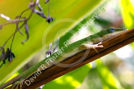 A green anole is an arboreal lizard located on the island of Kauai, Hawaii, USA.