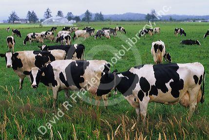 Dairy cows grazing in a field.