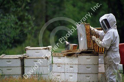 A beekeeper inspects hive.