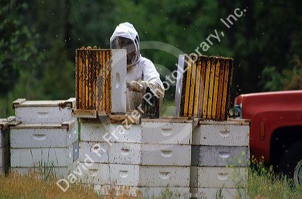A beekeeper inspects hive.