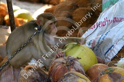 Trained monkey harvests coconuts from trees on the island of Ko Sumai, Thailand.