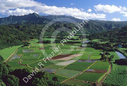 Agriculture in Hanalei Valley, Kauai, Hawaii.