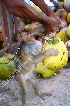 Trained monkey harvests coconuts from trees on the island of Ko Sumai, Thailand.