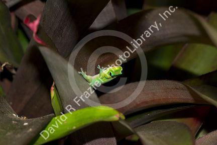 Gold dust day gecko on the island of Kauai, Hawaii, USA.