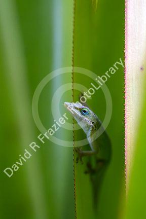 A green anole is an arboreal lizard located on the island of Kauai, Hawaii, USA.