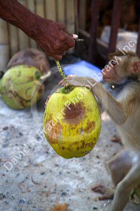 Trained monkey harvests coconuts from trees on the island of Ko Sumai, Thailand.