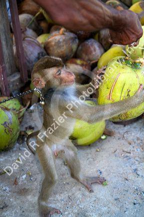 Trained monkey harvests coconuts from trees on the island of Ko Sumai, Thailand.
